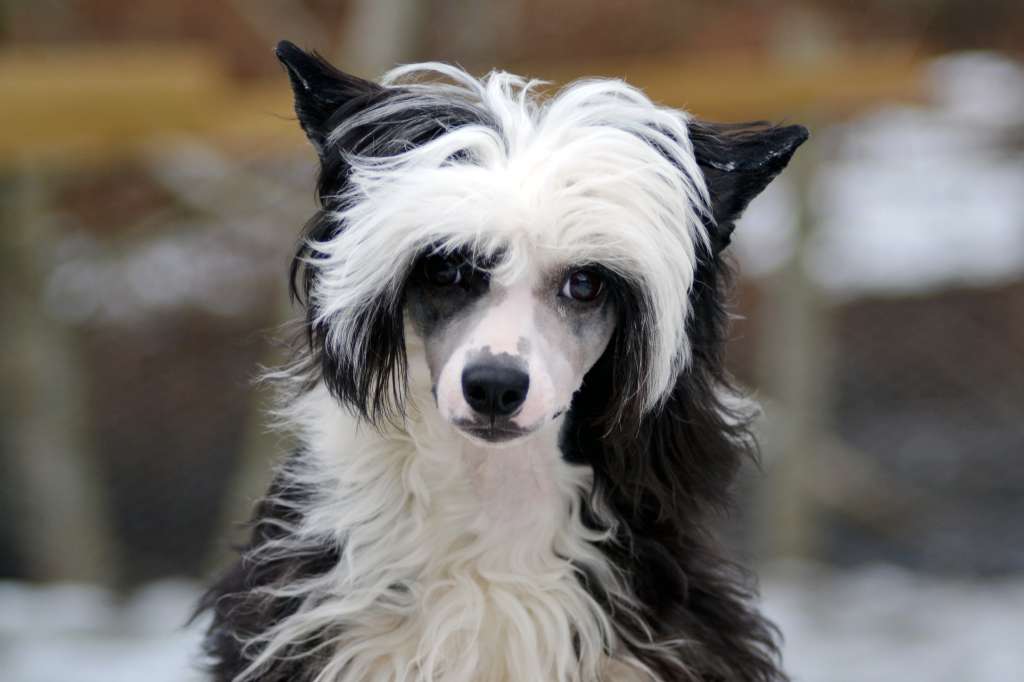 Hundtassens Dionysos