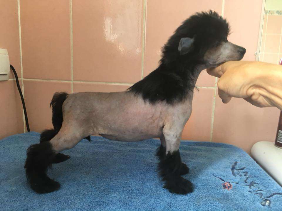 Fiery Fame Super Treasure