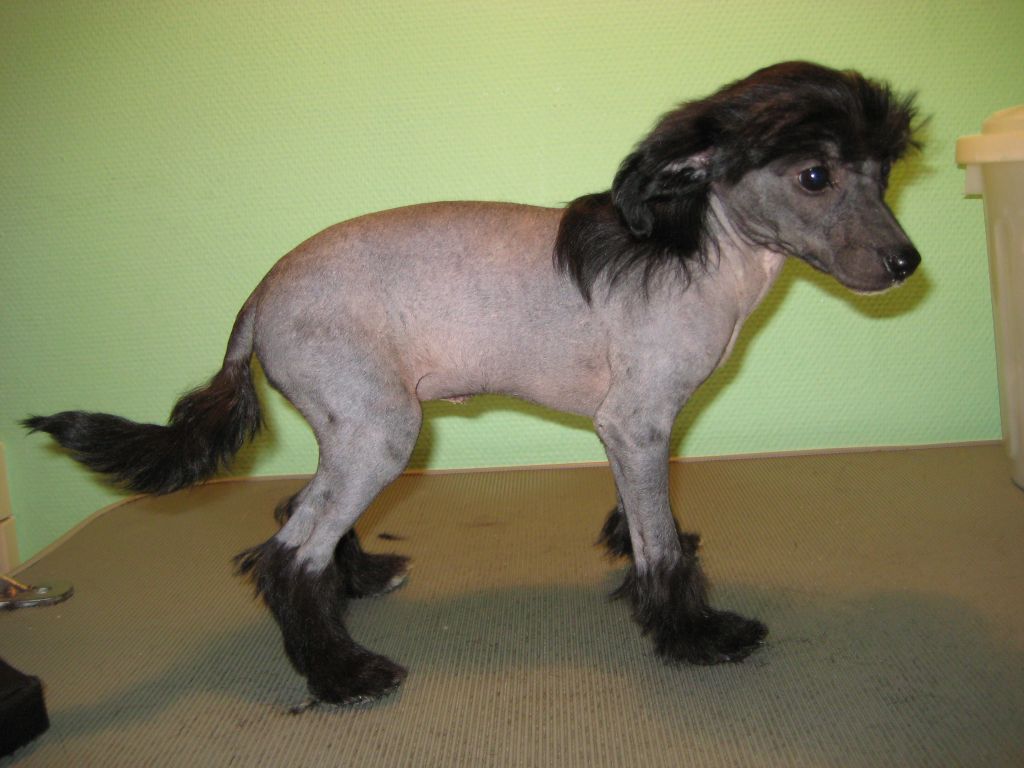 Kedveshazi Grevinnan