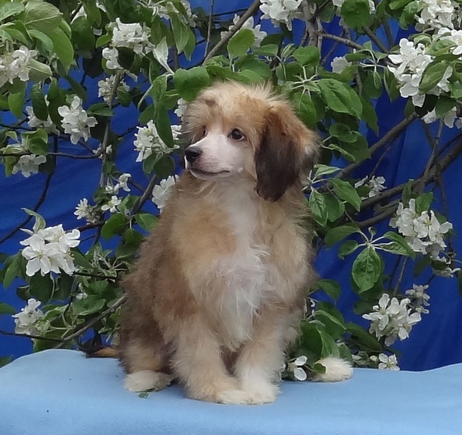 Naimuluna Line D - J