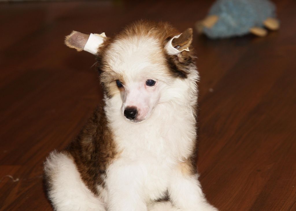 Applauce Of The Lord iz Diamond Sity