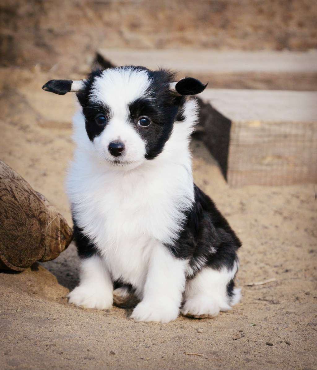 Baikal Dream Jasinga  superiority night