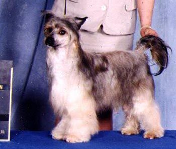 Windspiel Nakota Hairy Houdini