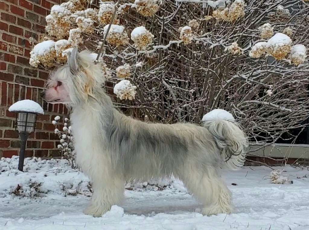 Klearly The Loch Ness Monster at Myrtans