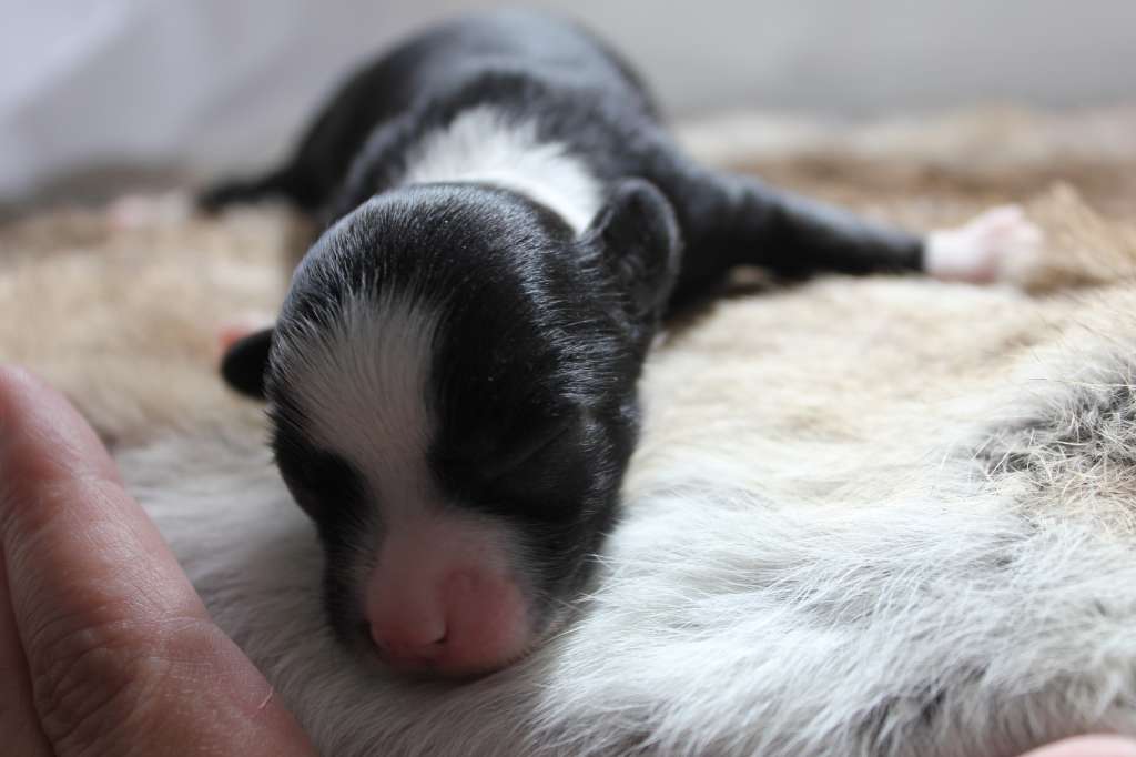 Hottie Tots Double Trouble