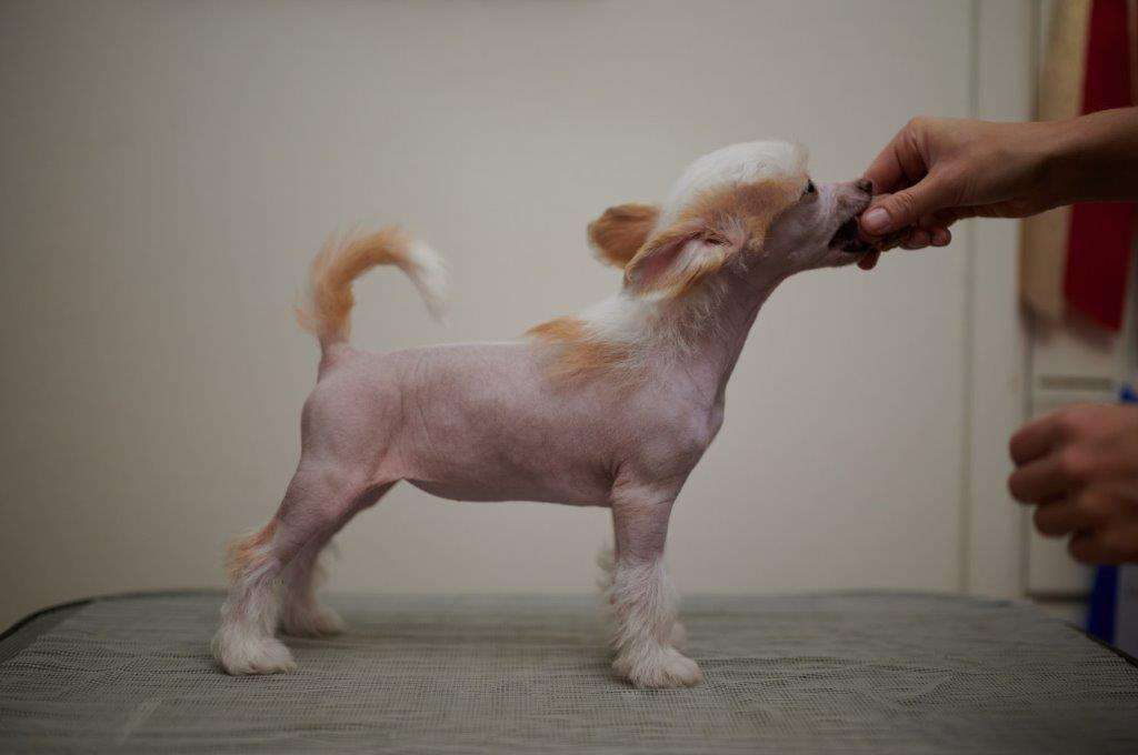 Sirocco Too Hot To Hoot