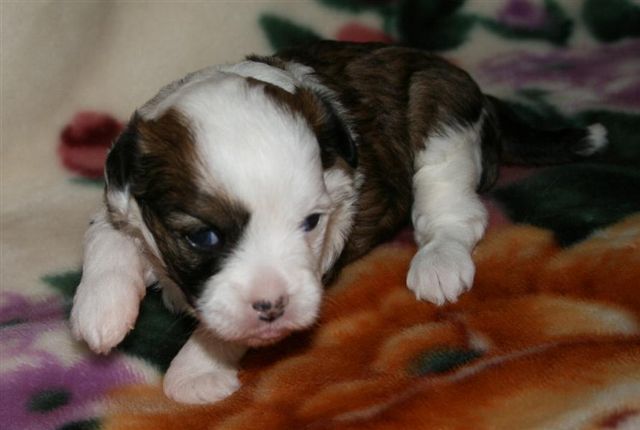 Mstical Blue Magic  Moon           