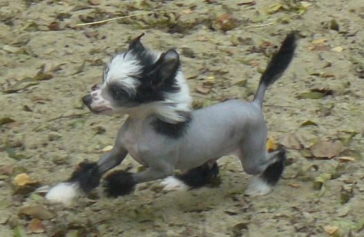 I' Top Model De Rama