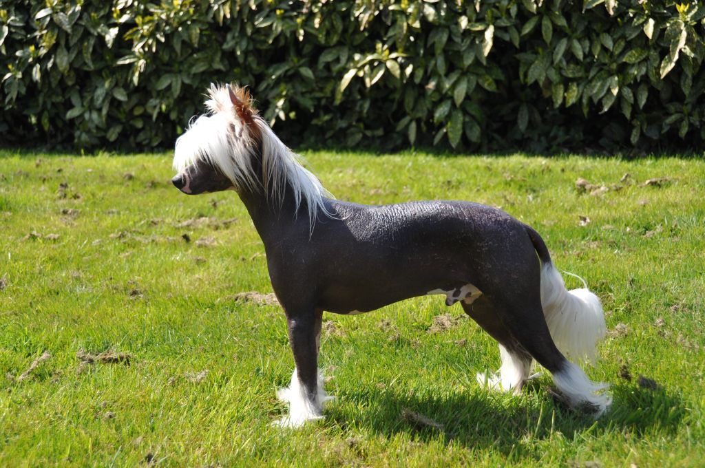 Ice Man Little Champs