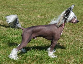 Princess Leia's Lyin'Eyes