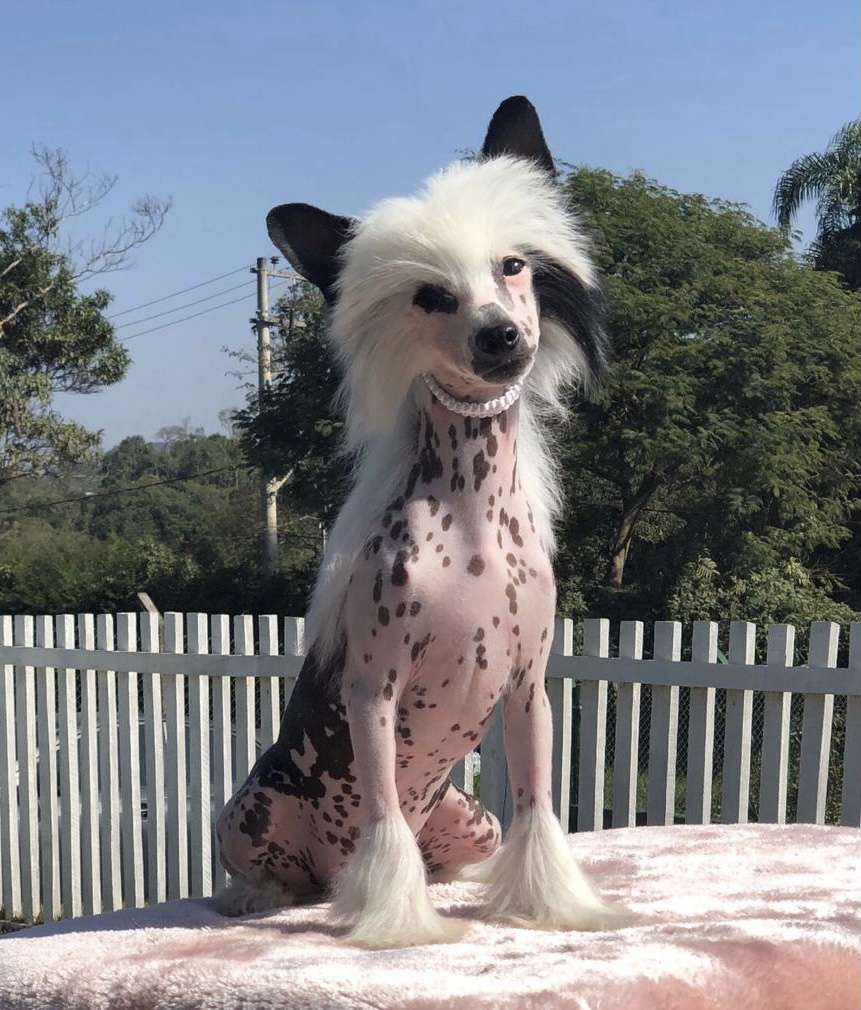 Lapinus Glamour Girl