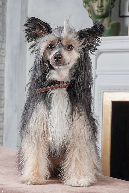 Sapfir iz Tsarskogo Sela Sheldon Shik