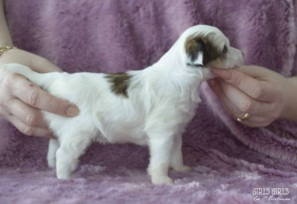 Aqua Lion's Tjorven Irmelin's 1.