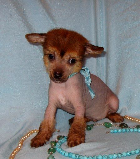 Perl Magic Solar Boy