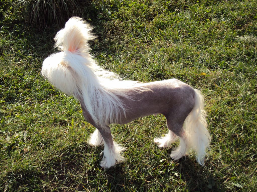 Fantastik Kashmir Anella Vostochnay Legenda