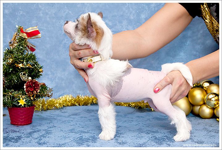 Olegro Katrin Altair