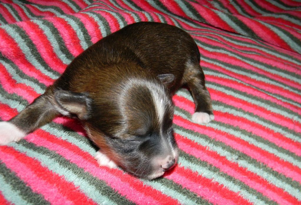 Ognenny Lotos Vin Diesel