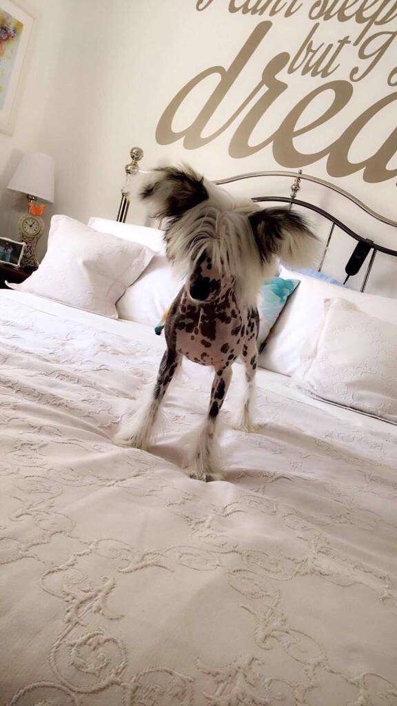 Konishiki Careless Whisper