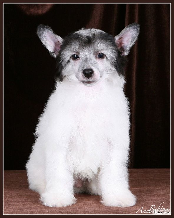 Dogland Happy Treasure