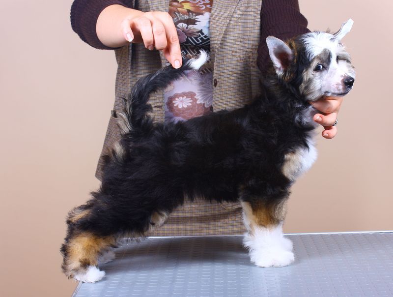 Yanvarina   ot Volnogo Psa