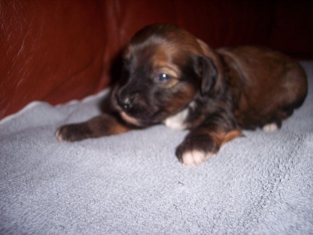 Müslis Traveller