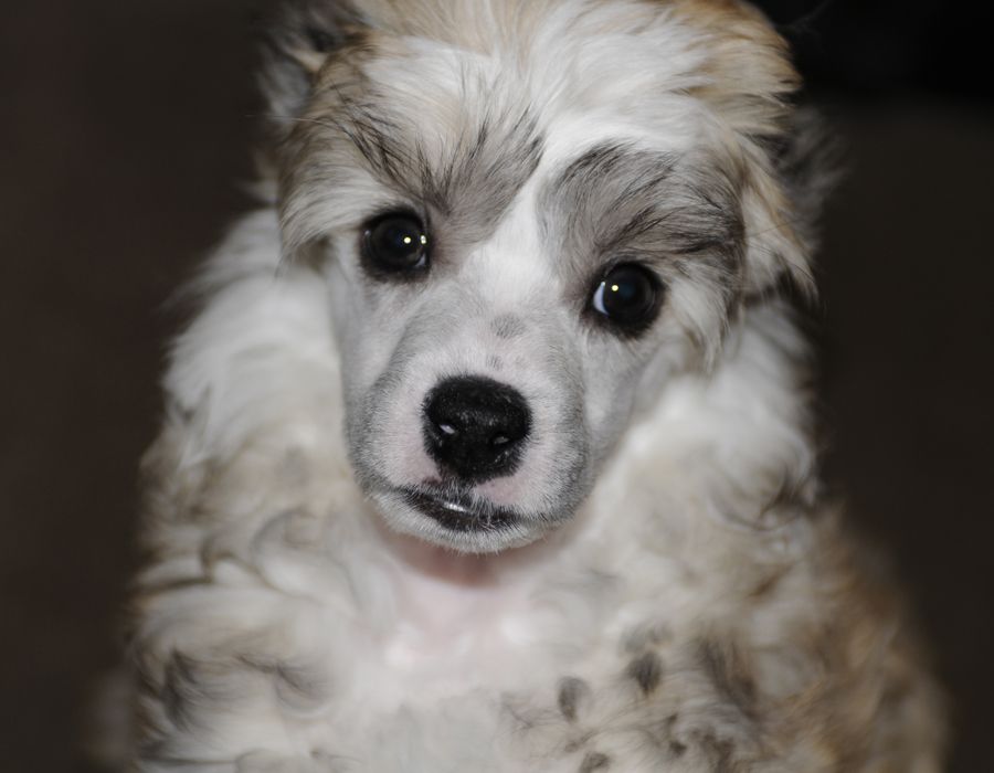 Sunstreaker Dearly Devoted Dexter