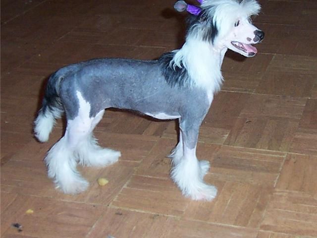 Mosaic's Back in A Flash