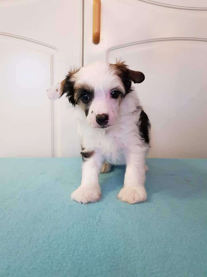 Viuvaun Fashion Queen