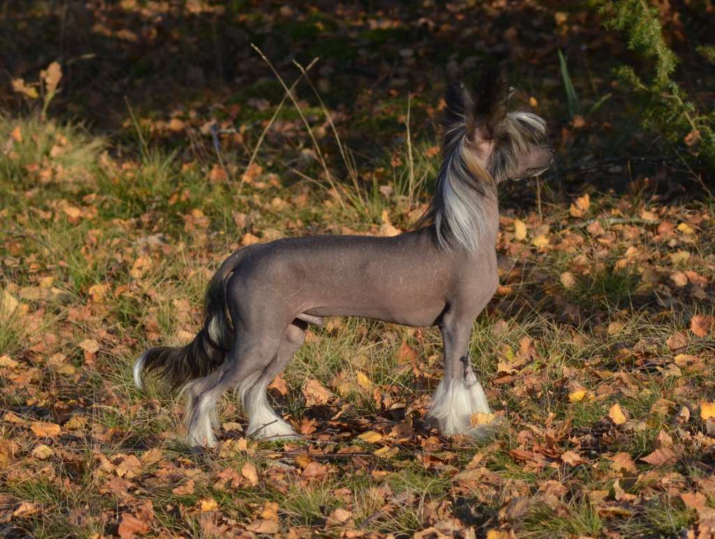 Kimran iz Sozvezdiya Khana