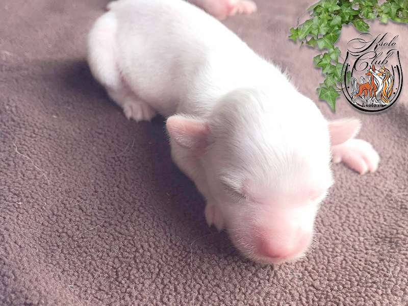 Ksolo Club Zhimolost'