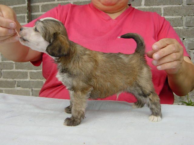 Zhannel's Fuzzy Bear