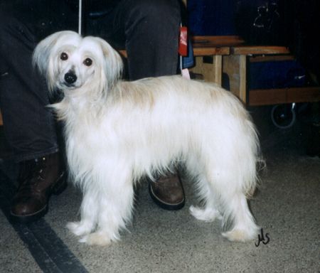 Secret Line's Hold Me Tiger