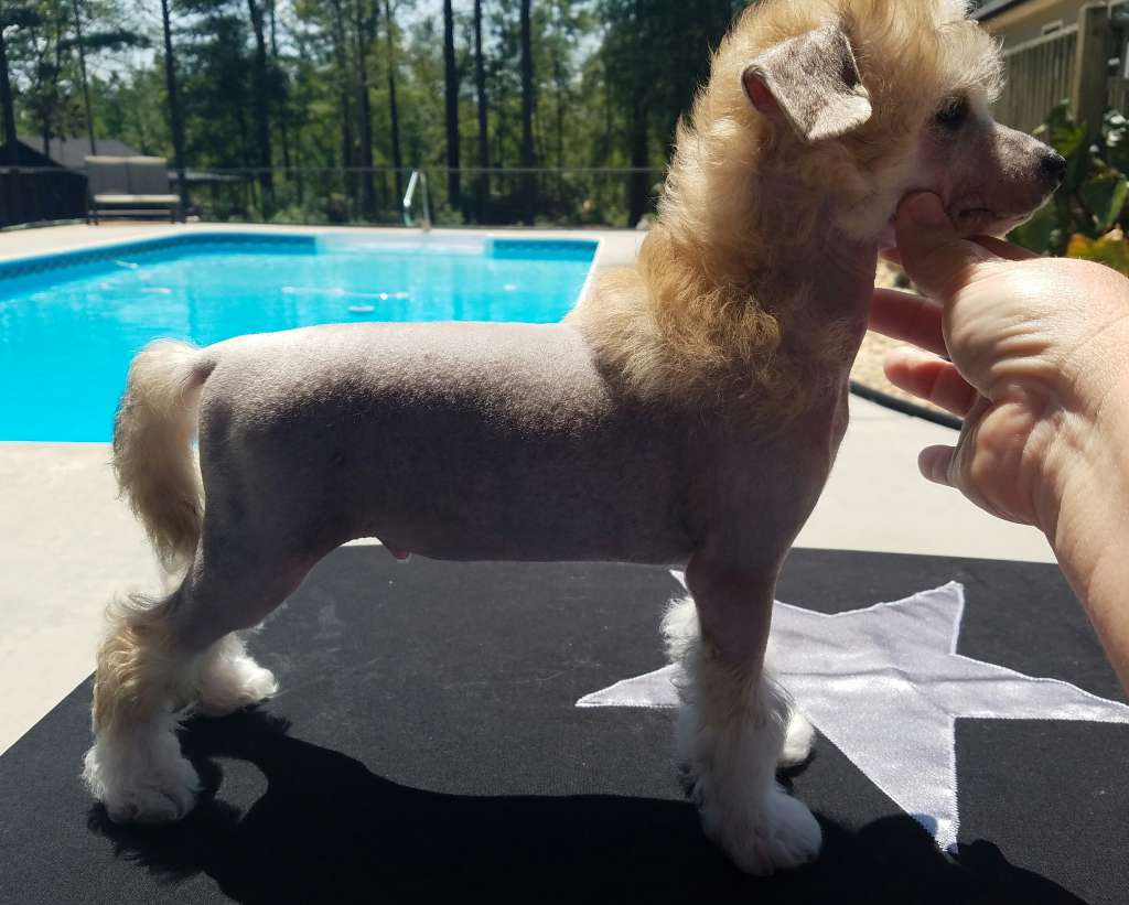 Rock Star's Crank It Up