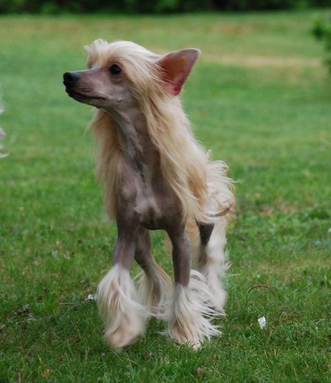 Golden Diamond Cresteds Lil Armani