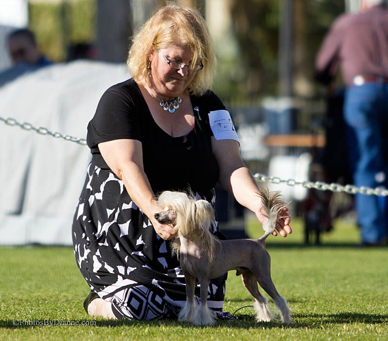 Shida Prince Charming