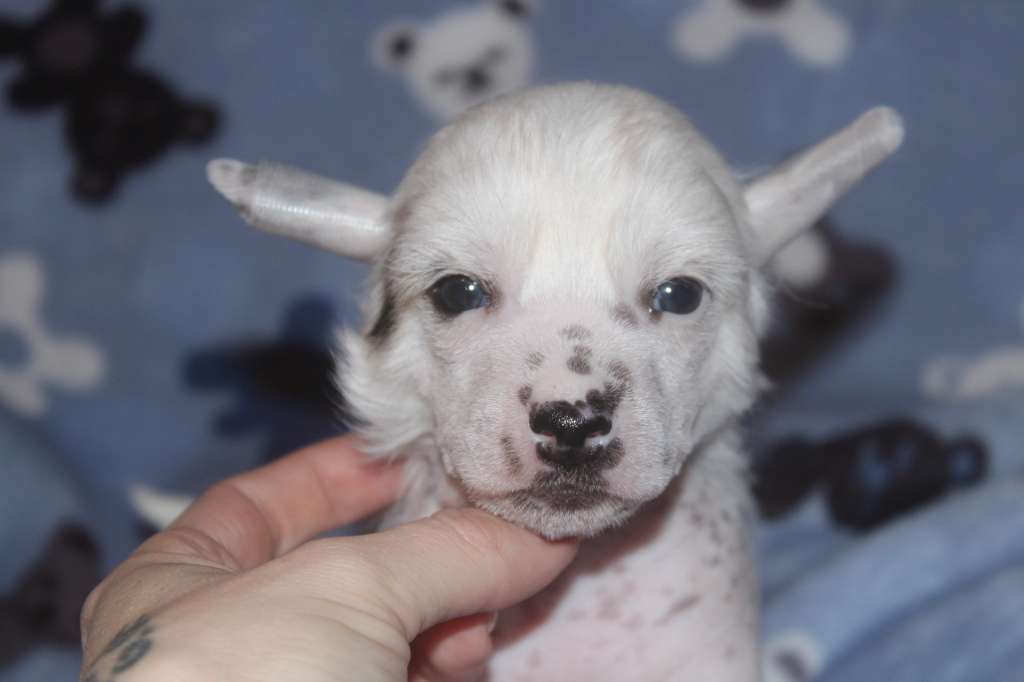 Venom That Kills Of Livin la Vida Loca