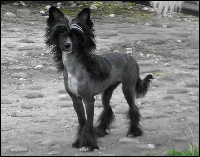 Hanae z Jasne hvezdy