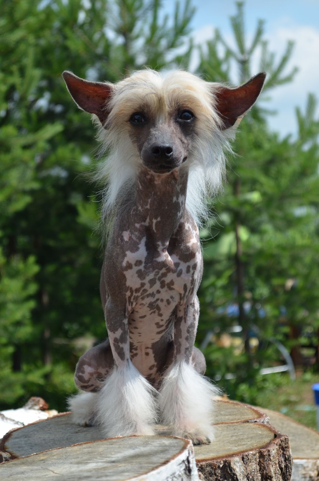 Ognenny Lotos Cynami