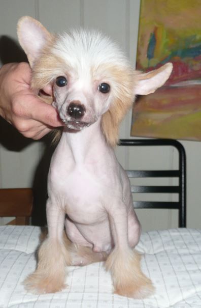 Joyera's Crested Bubba Sparxxx