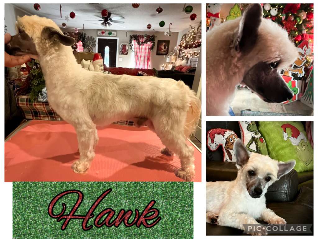 Piedmont Kaylens More Cookie Please