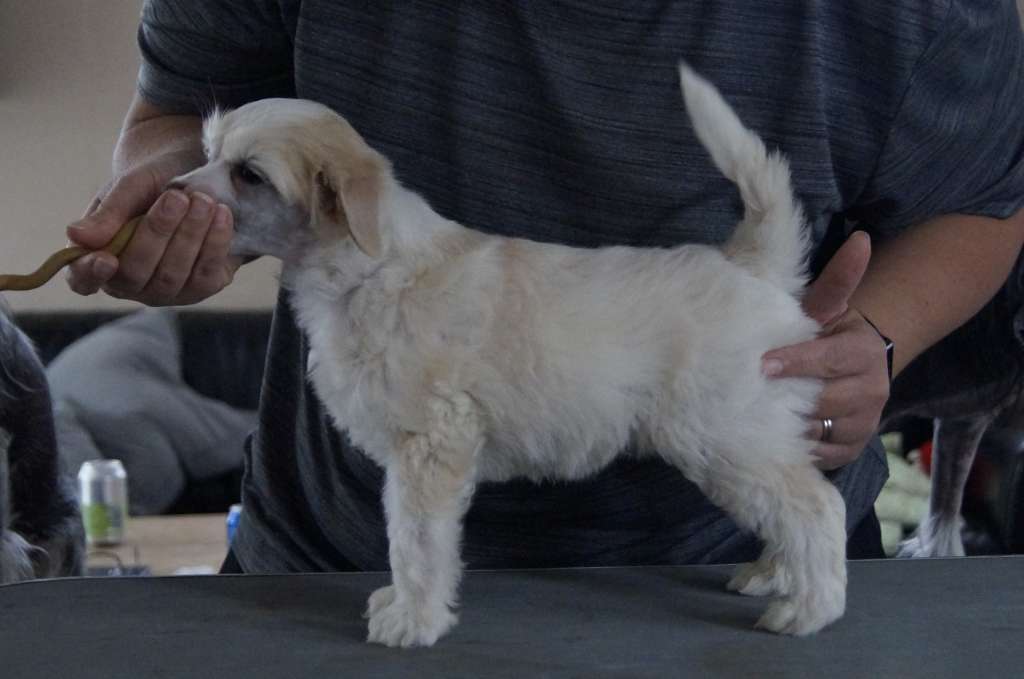 Hottie Tots Golden Wild Child