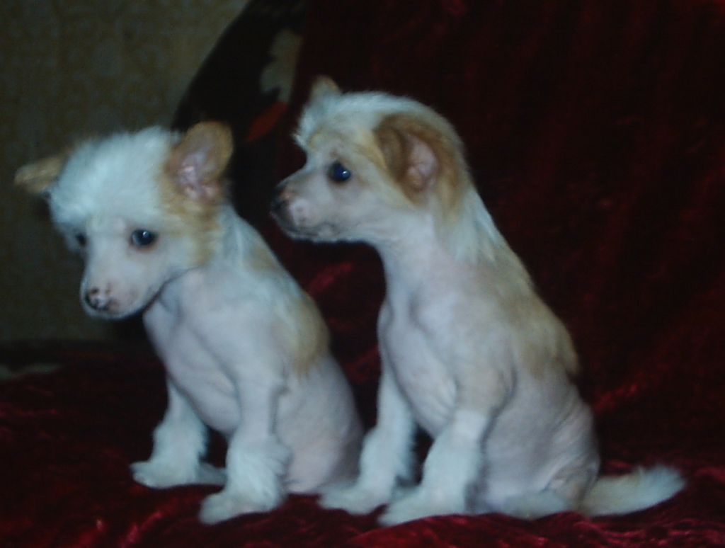 Nyu Art Zolotoi Luchik Nadezhdy