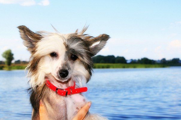 Arshaus Binlin Chzgu