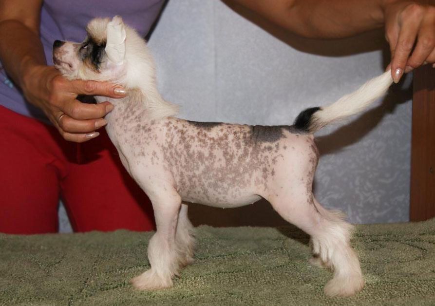 Fain Gold Shponochka