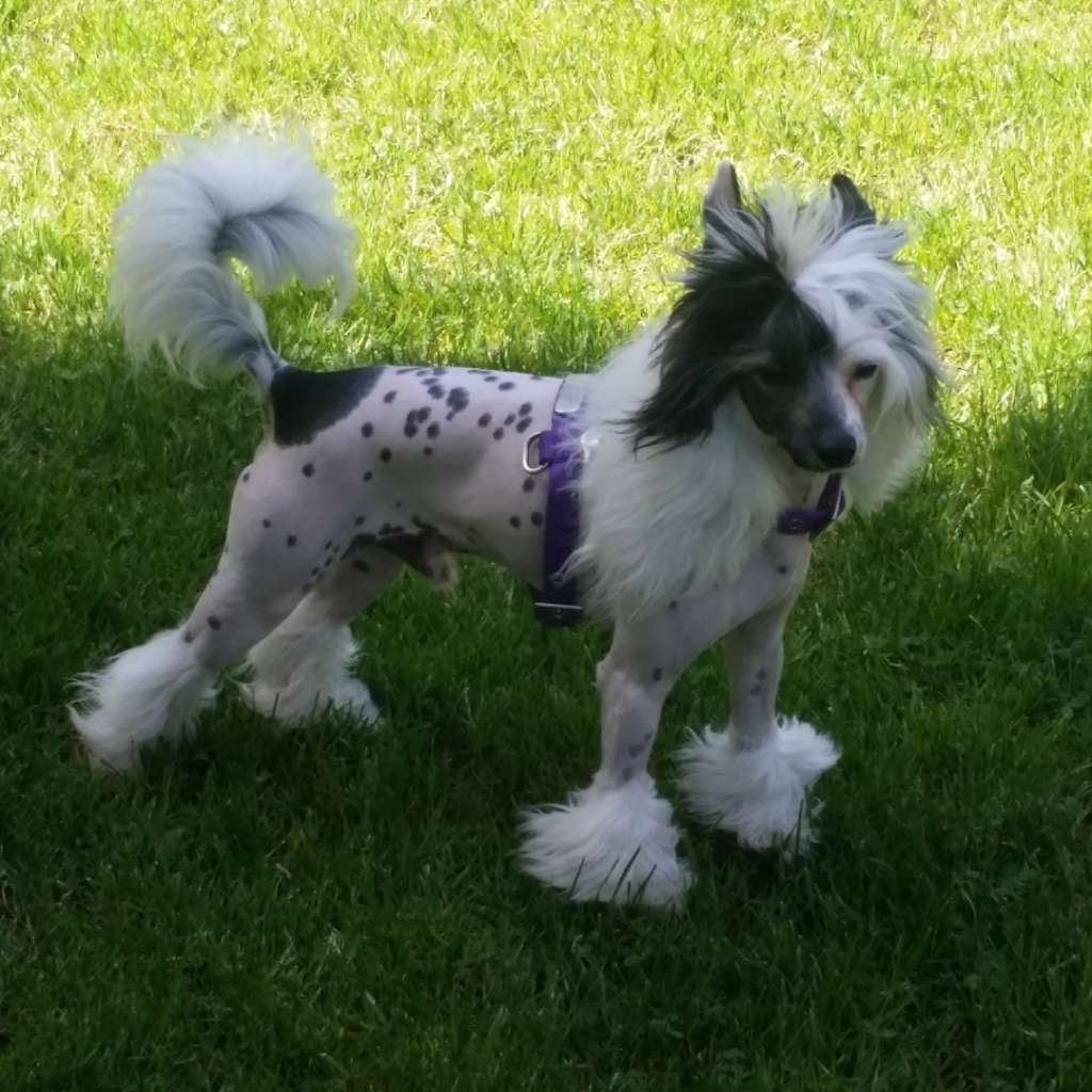 Quorum de le Chien Bourjois