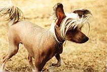 China Aster's Douglas Läderlapp