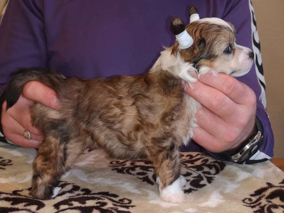 Yasmina  Rojaus  Vejas