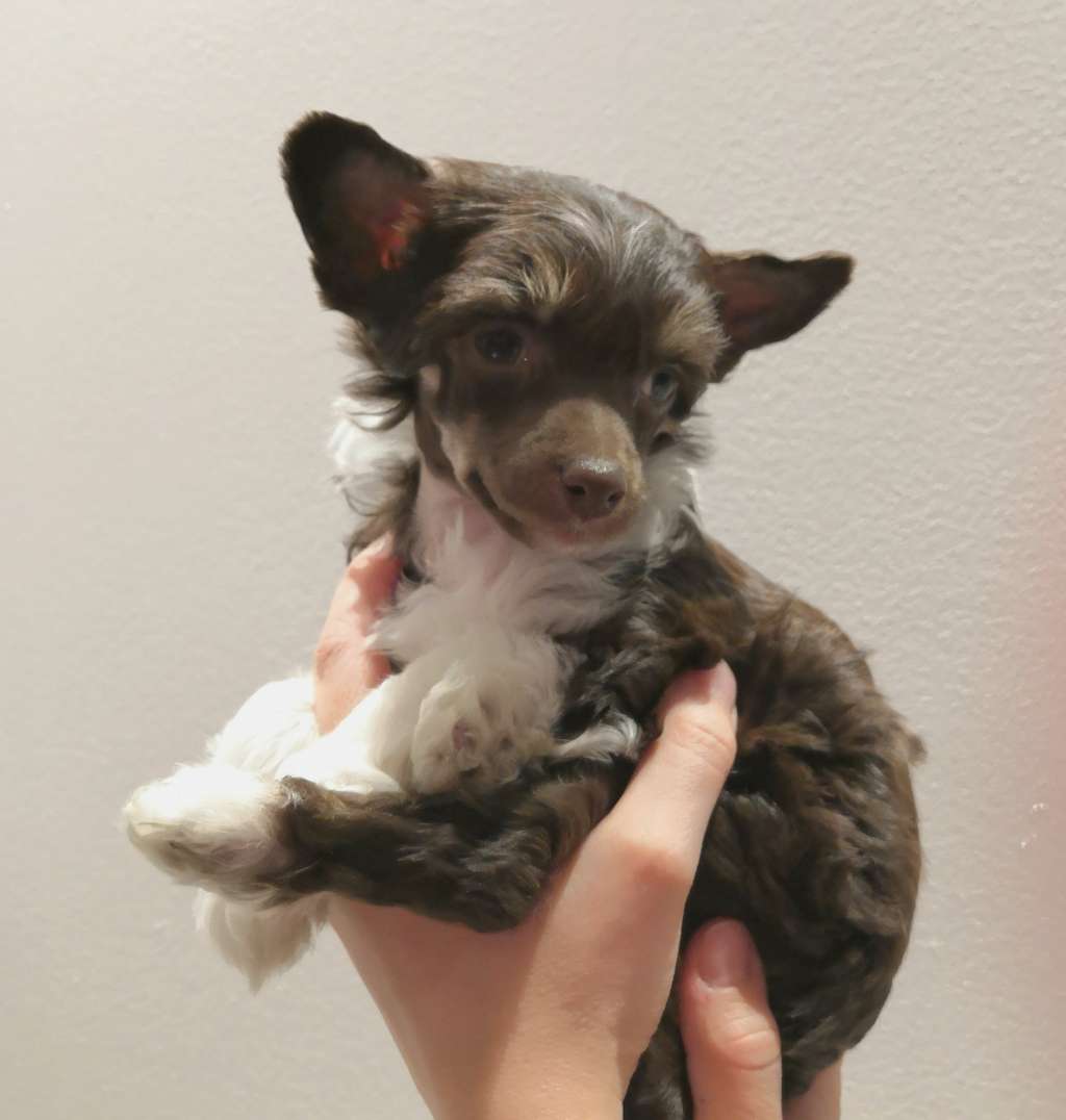 Windy Willow's Knight Lancelot of Round Table