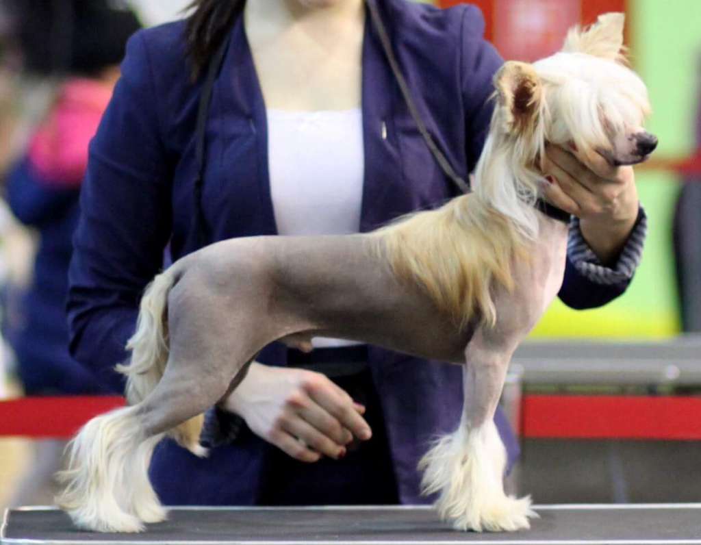 Chien Feerique's Dare To Be Me