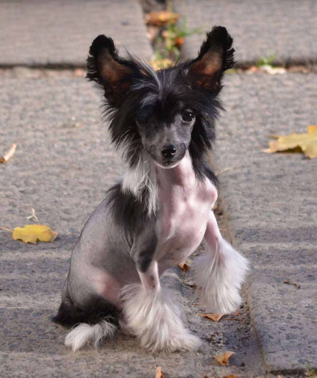 Magic of Success A-Game